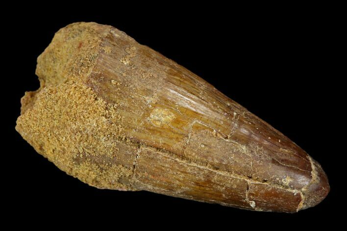 Cretaceous Fossil Crocodile Tooth - Morocco #122459